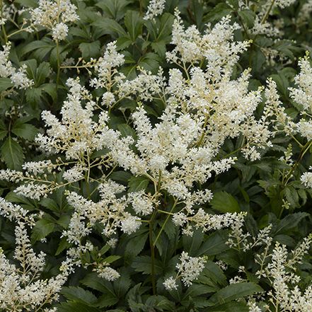 white flowers are blooming in the garden