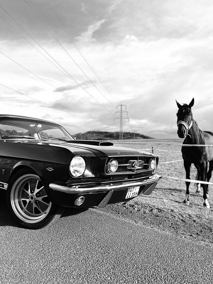 a horse standing next to a black mustang in the road with a car parked beside it