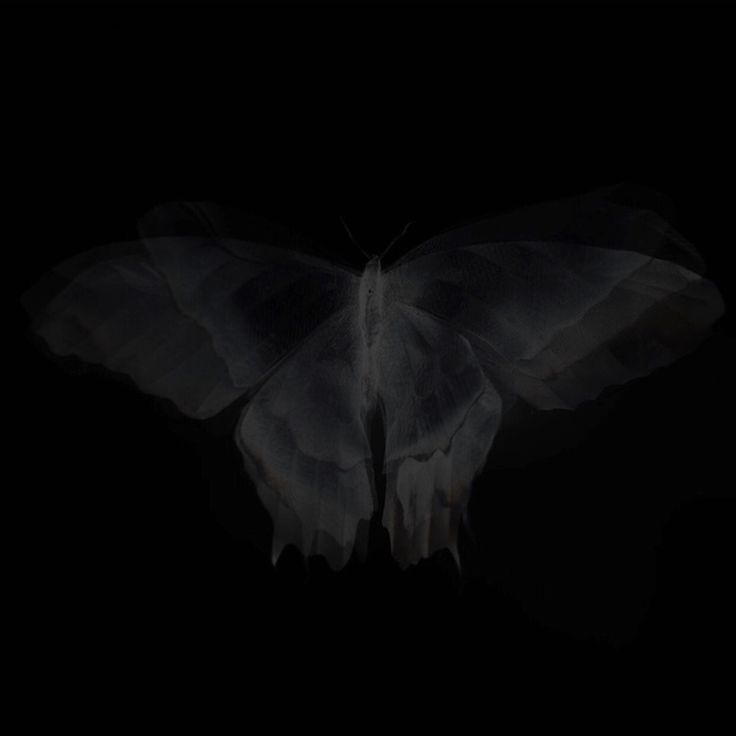 a black and white photo of a butterfly on a dark background with the wings spread out