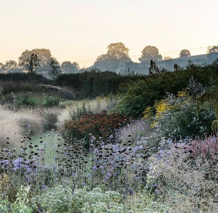 the sun is shining on some wildflowers and other plants in the field near trees