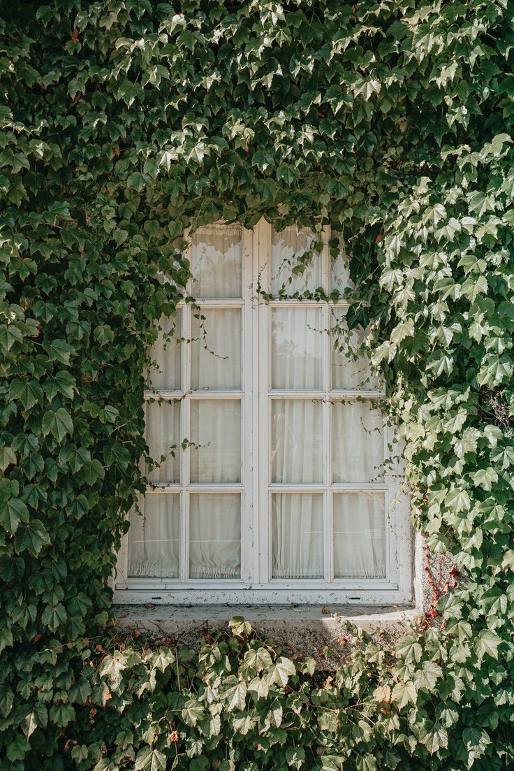 an old window covered in vines and ivy