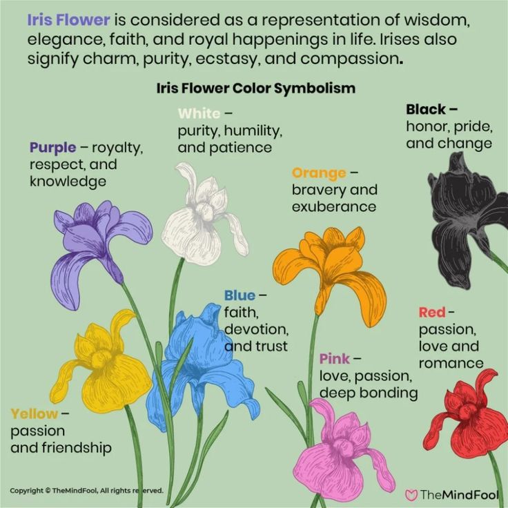 an image of flowers that are colored in the same color scheme as each other and have different meaningss