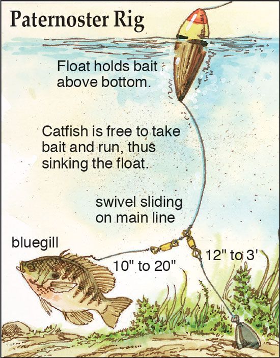 a fish hooked up to a fishing line with the caption's description below