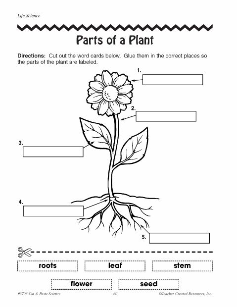 parts of a plant worksheet