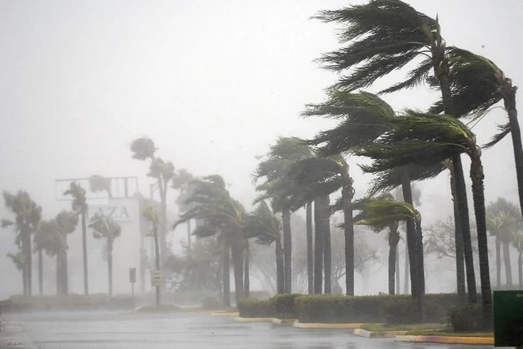 palm trees blowing in the wind on a rainy day