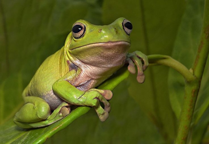 a green frog sitting on top of a leaf