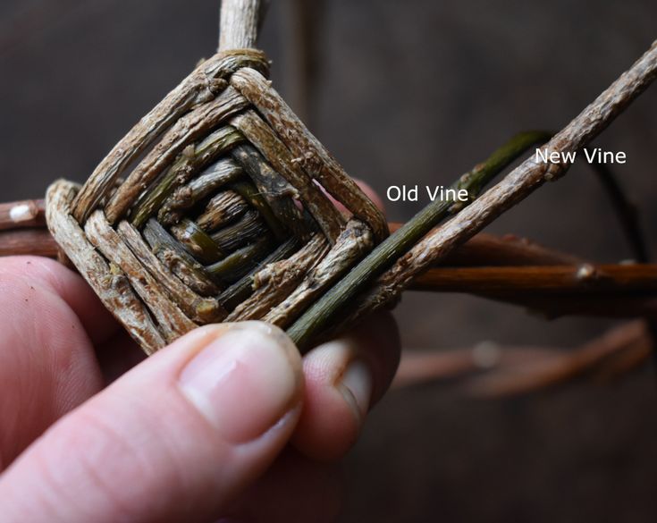 someone is holding an old vine in their hand