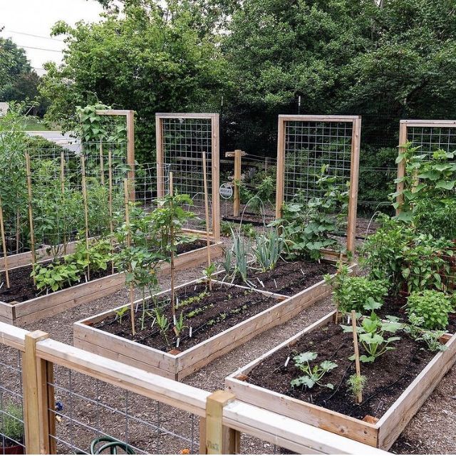 a garden filled with lots of different types of veggies and plants growing in it