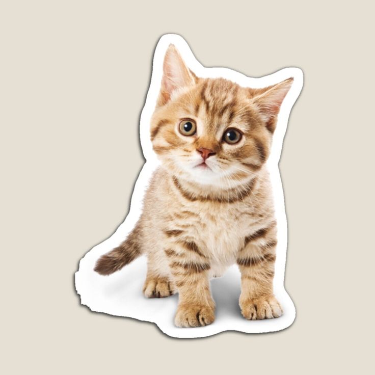 an orange and white kitten sticker sitting on top of a gray floor next to a wall