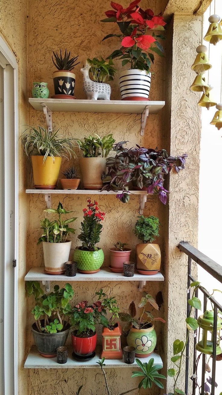 many potted plants are on the shelves