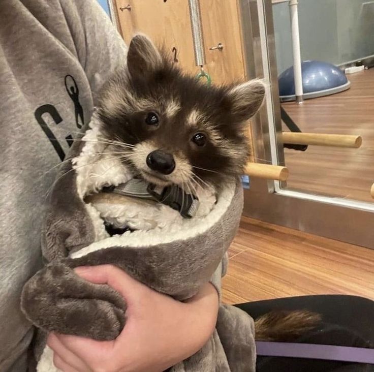 a person holding a small raccoon in a towel wrapped around their arm and head