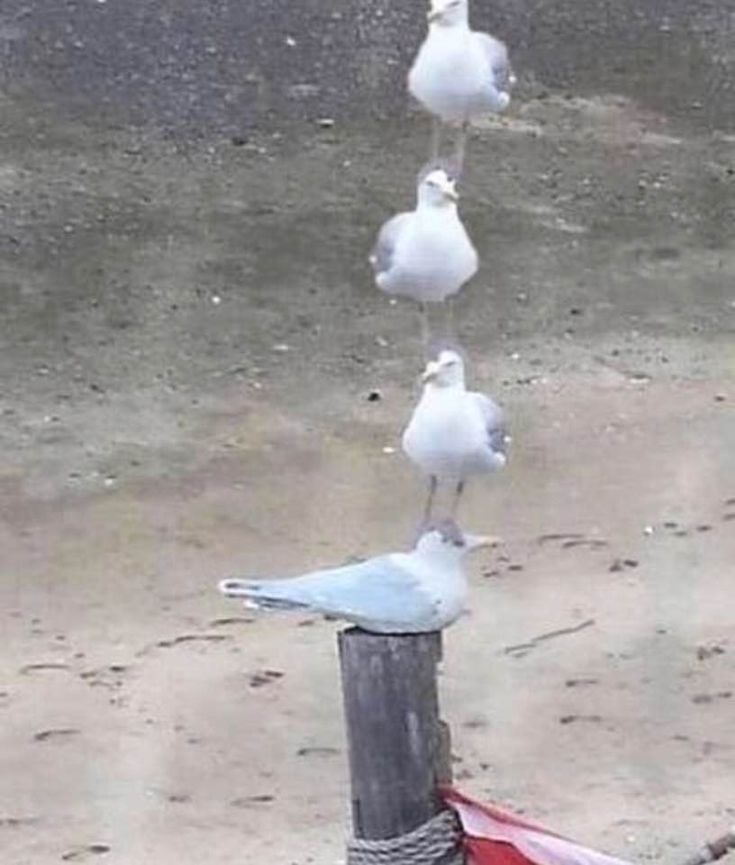 several seagulls sitting on top of a pole in the sand