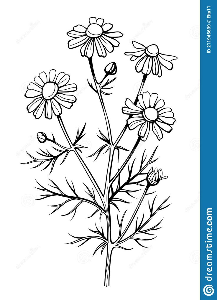 a drawing of daisies on a white background stock photo - image 349784