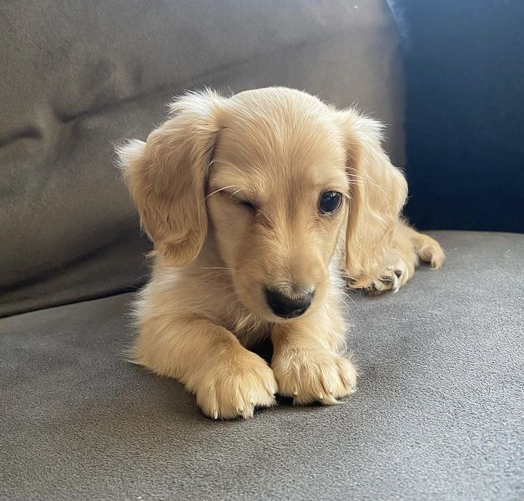 a puppy sitting on top of a couch next to a pillow