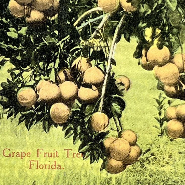 an image of grape fruit tree in florida with caption that reads grape fruit tree, florida