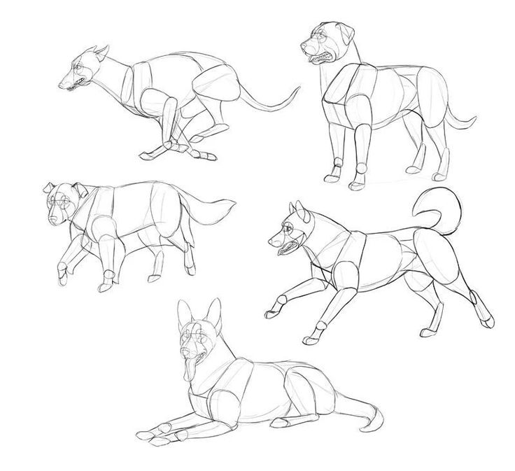 four different types of dogs are shown in this drawing lesson for beginners to learn how to