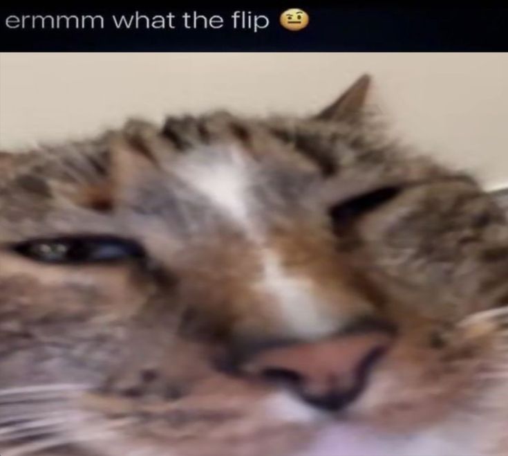 a close up of a cat's face with the caption that says, i am not an arm what the flip