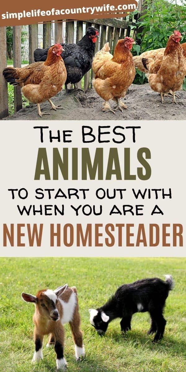 the best animals to start out with when you are a new homeseader is