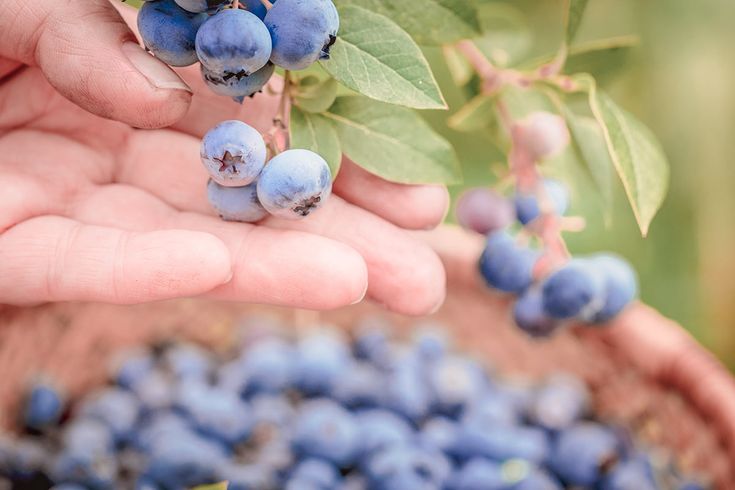 blueberries are being held in the palm of someone's hand