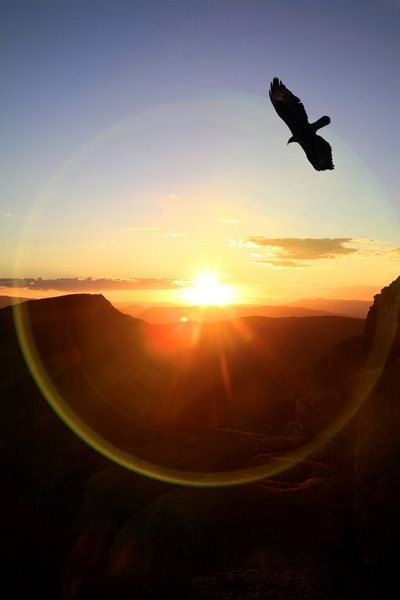 a bird flying in the sky at sunset