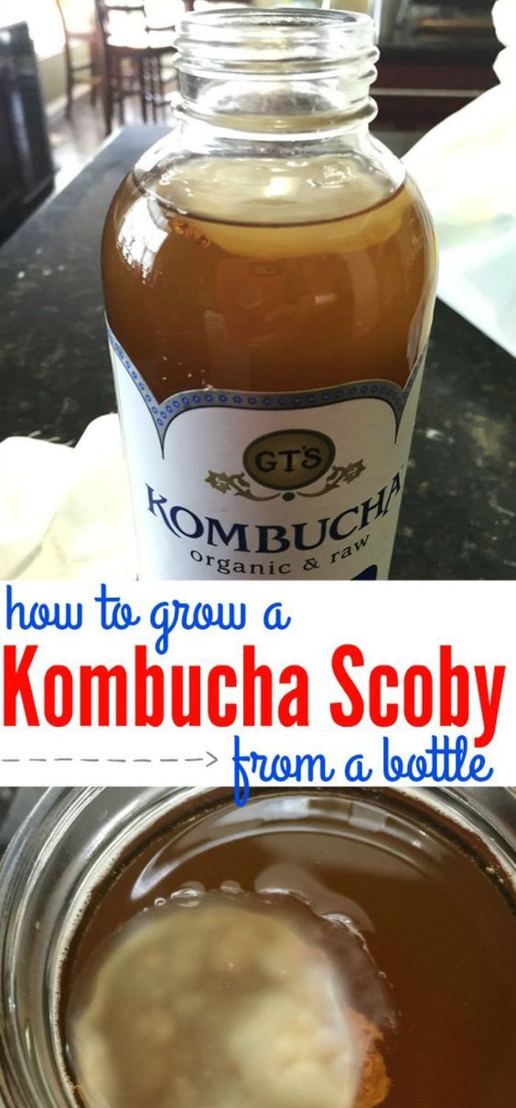 how to grow a kombucha scooy from a bottle