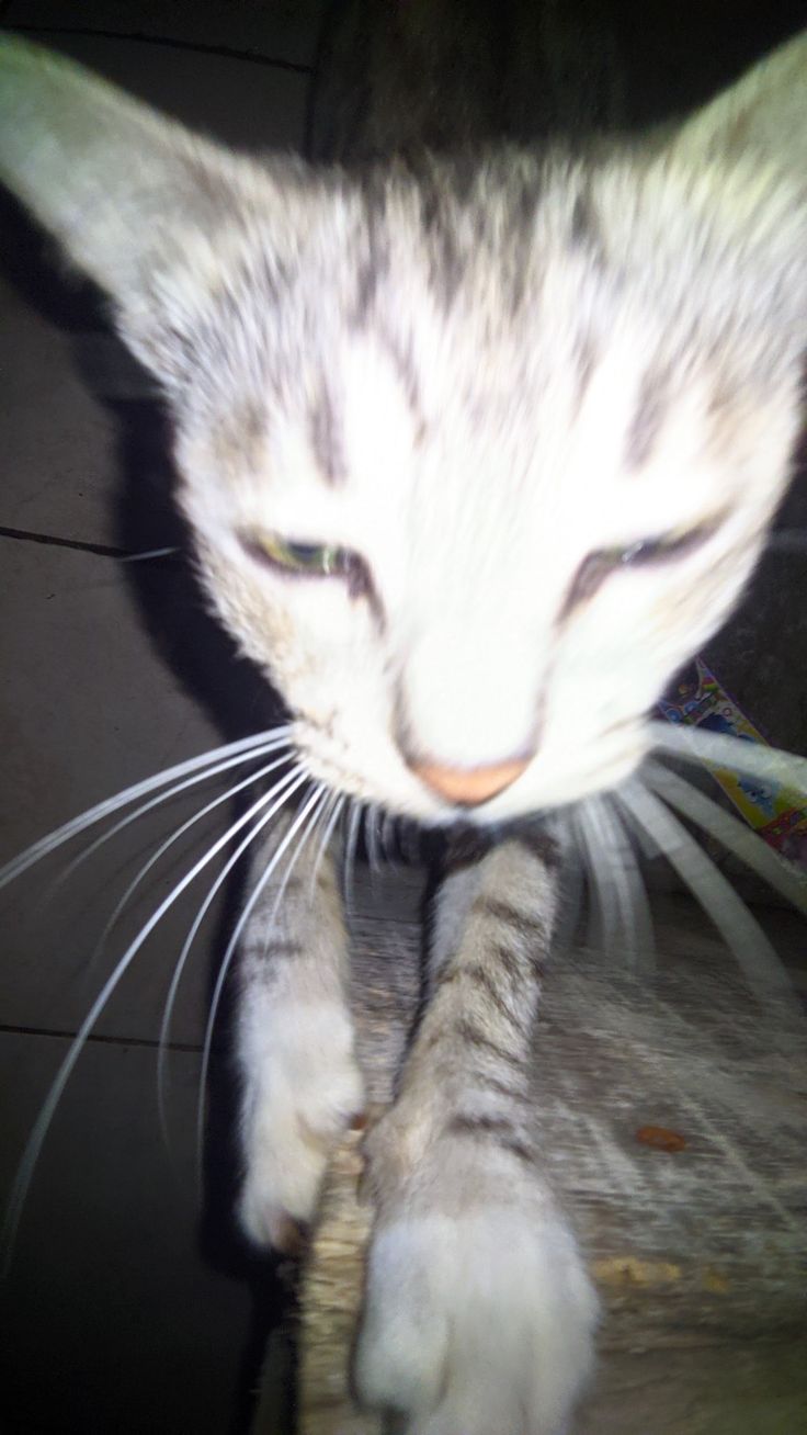 a close up of a cat with its paw on a piece of wood and looking at the camera