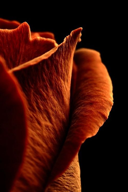 an orange rose is shown in this close up photo, with the petals still attached