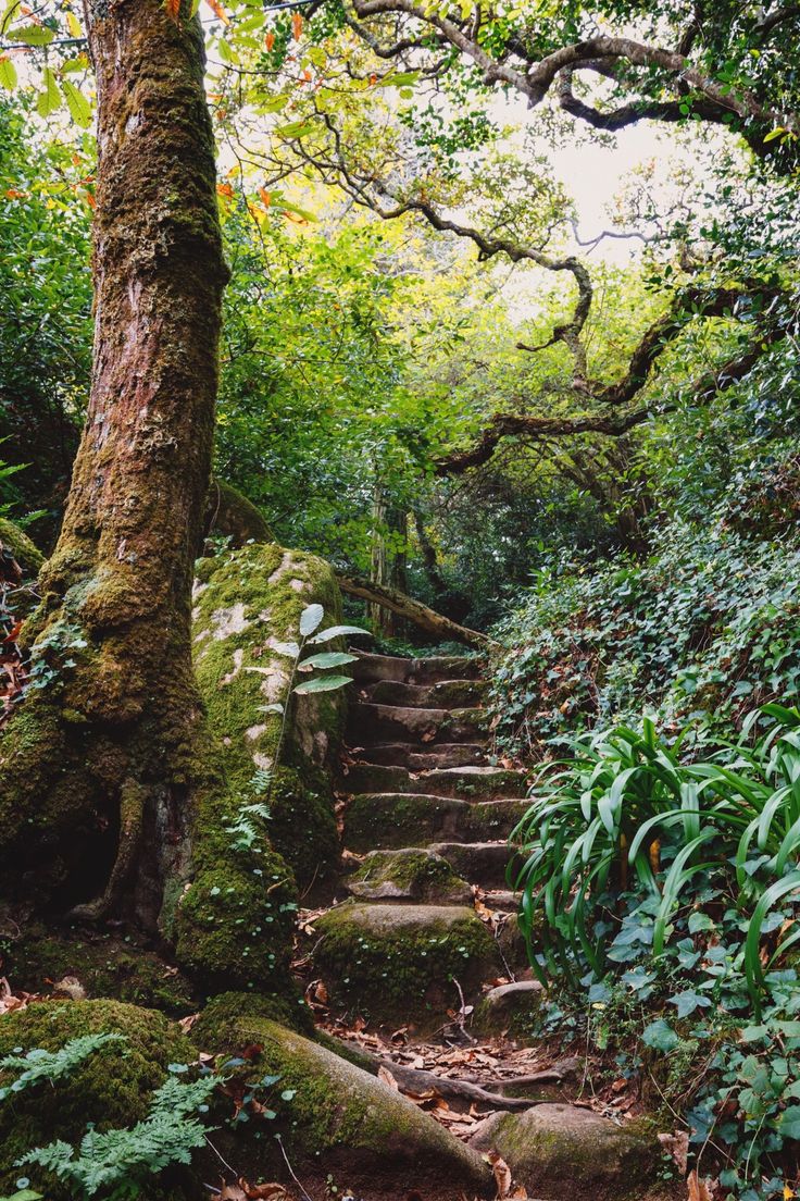 a path in the woods with mossy rocks and trees on both sides, surrounded by green foliage