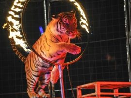 a tiger is doing tricks on a hoop with fire in its mouth at the circus