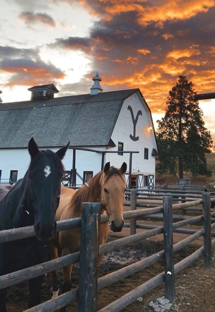 two horses standing next to each other in front of a white barn with a sunset behind them