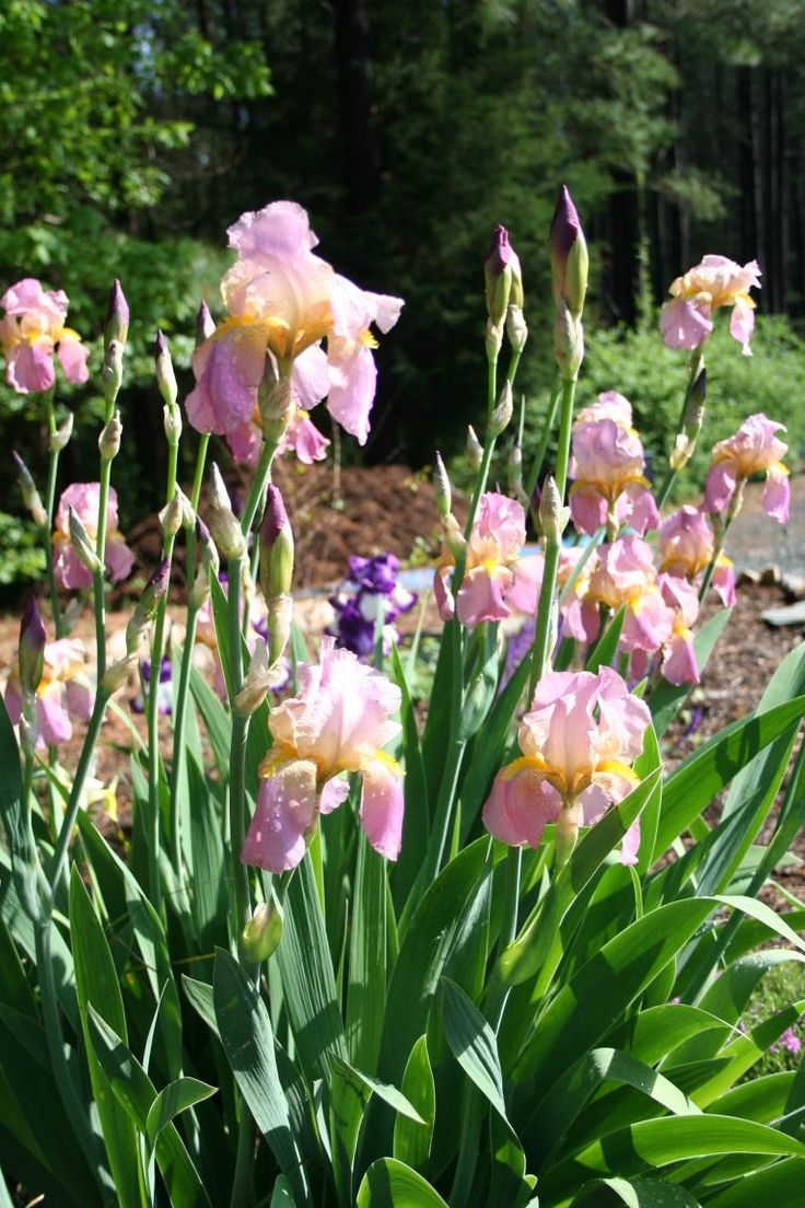 some pink and yellow flowers in a garden