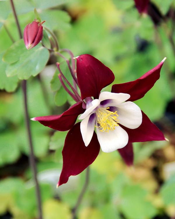 a red and white flower with green leaves in the background