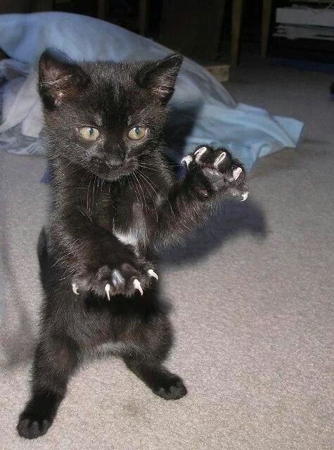 a small black kitten standing on its hind legs with it's paws stretched out