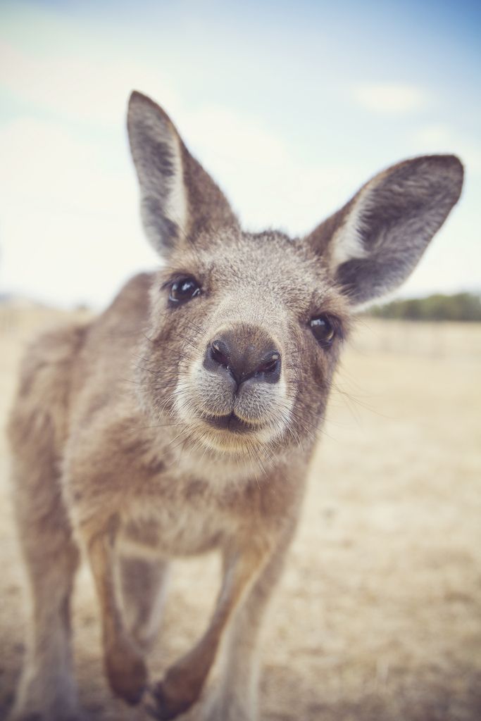 a close up of a kangaroo looking at the camera