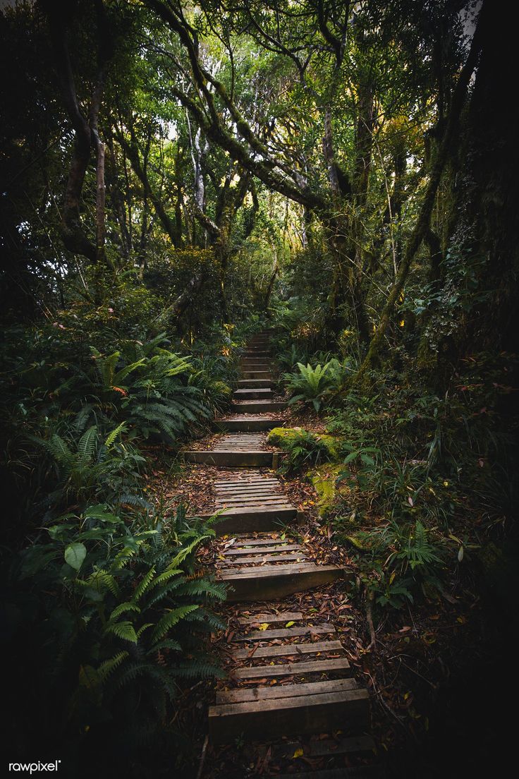 a wooden path in the middle of a forest