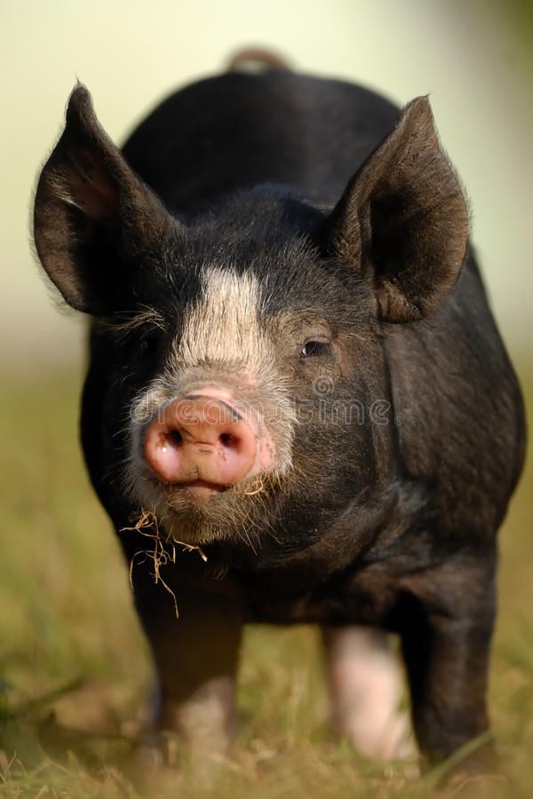 a small pig standing on top of a grass covered field