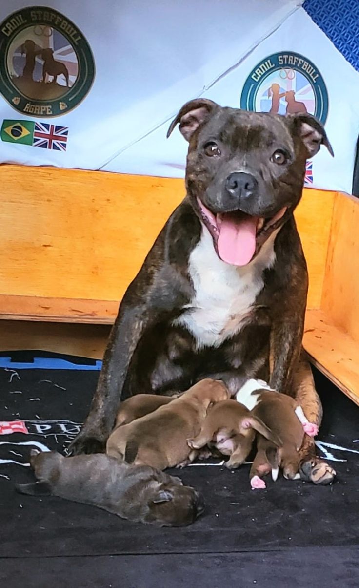 two dogs are sitting on the floor with their puppies