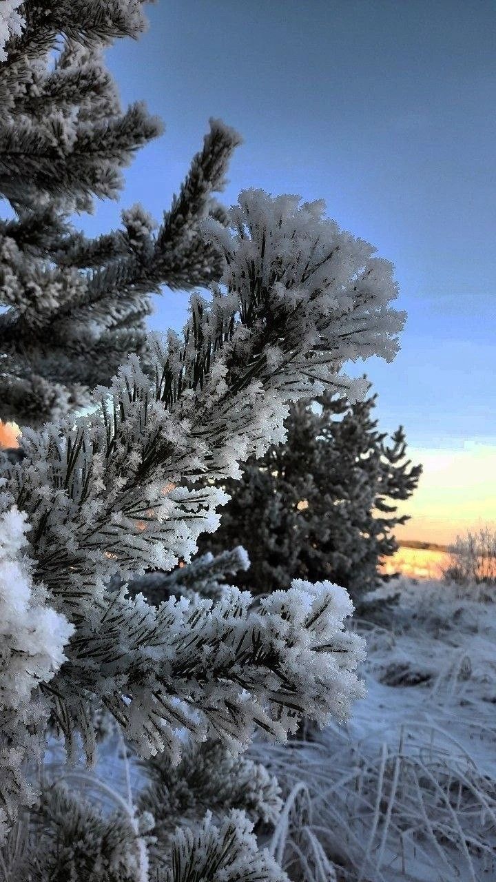 snow covered pine trees with the sun setting in the back ground behind them and blue sky above