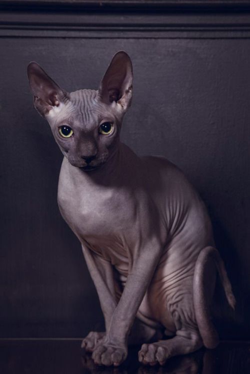 a hairless cat sitting on top of a wooden table next to a black wall