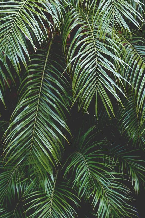 closeup of palm leaves in the jungle