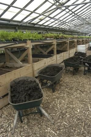 there are many plants growing in the greenhouse