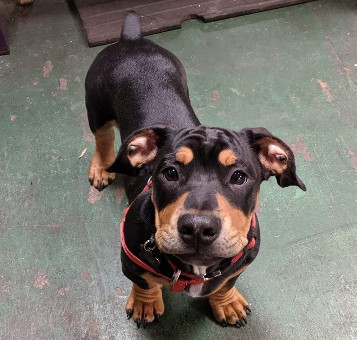 a black and brown dog standing on top of a green floor