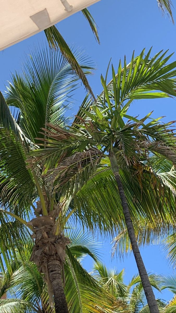 palm trees with blue sky in the background