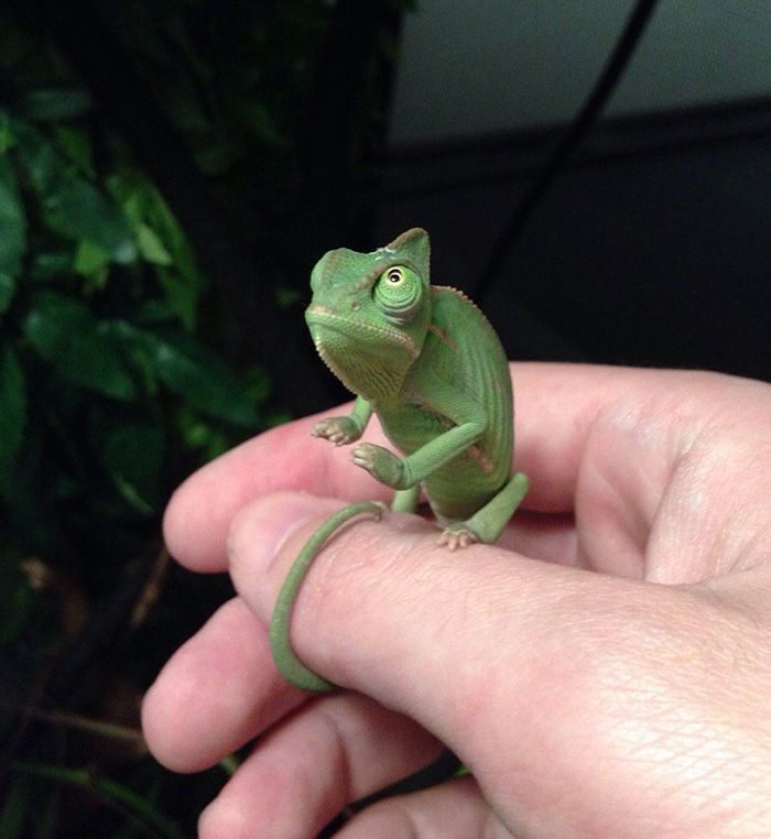 a small green chamelon sitting on someone's hand