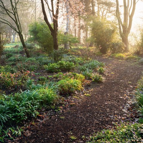 a path in the middle of a forest with lots of trees and flowers on it