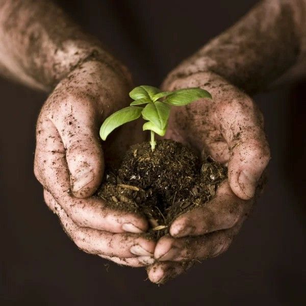 two hands holding a small plant with dirt on it's palms and soil in the middle