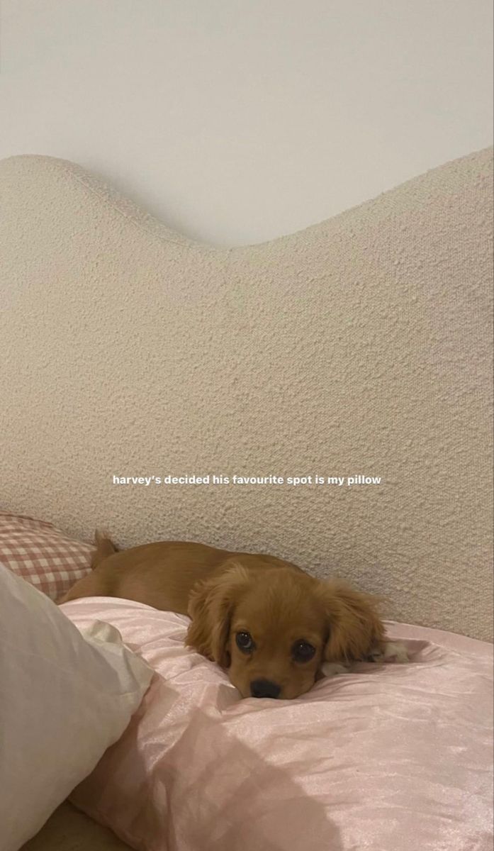 a brown dog laying on top of a bed next to pillows