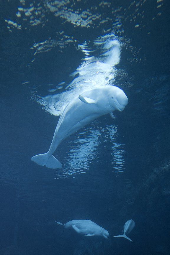 a large white dolphin swimming in the ocean with another one nearby looking at it's camera