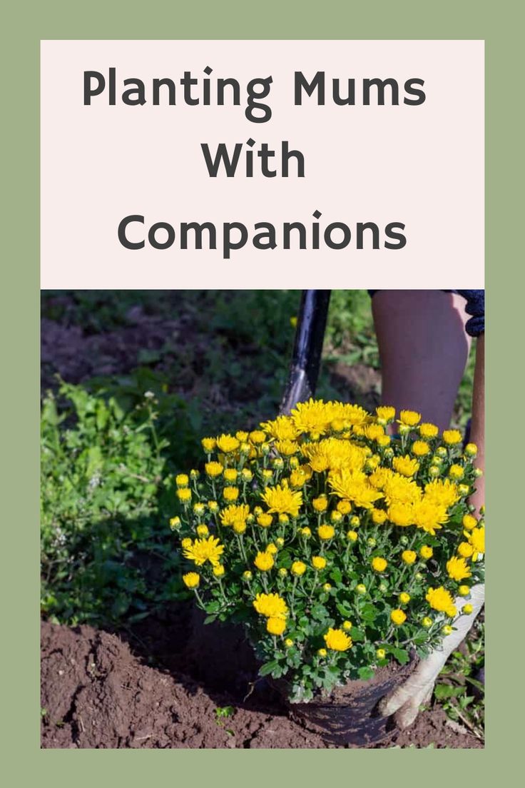 yellow flowers in the dirt with text overlay reading planting mums with companion's