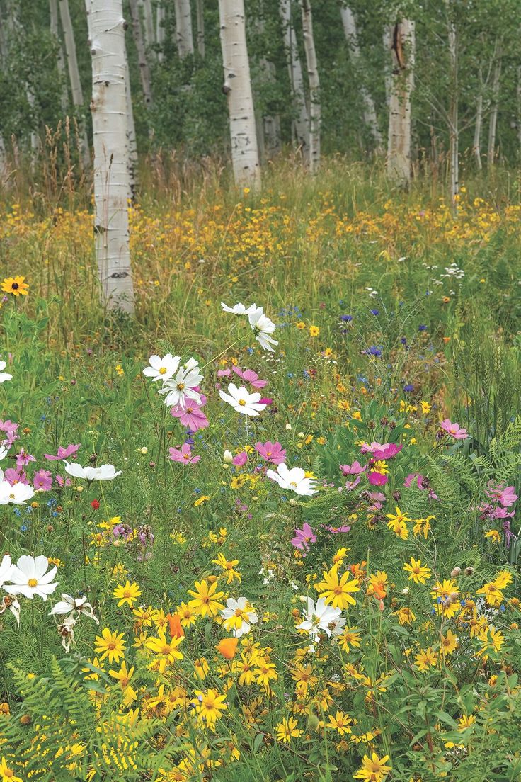 wildflowers and birch trees in an open field with tall grass on the ground